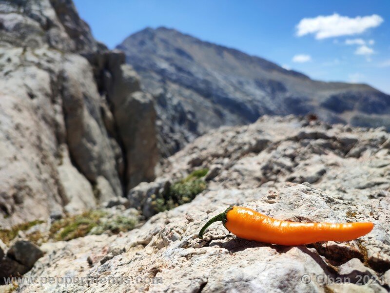 joe-s-long-cayenne-orange_001_frutto_24.jpg
