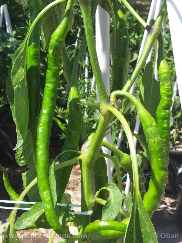 joeslong-cayenne_001_frutto_02.jpg