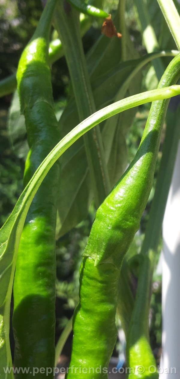 joeslong-cayenne_001_frutto_03.jpg