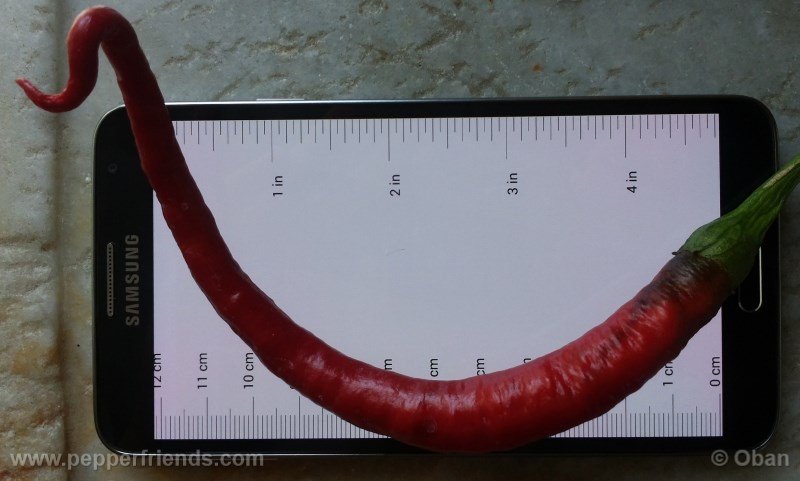 joeslong-cayenne_001_frutto_08.jpg