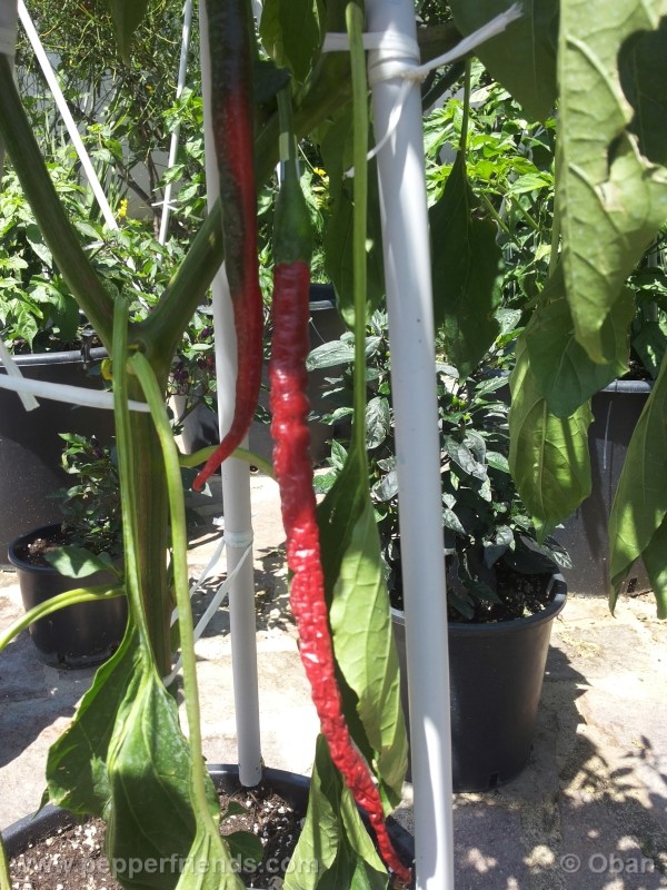 joeslong-cayenne_002_frutto_08.jpg