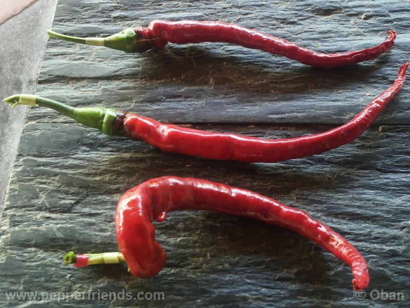 joeslong-cayenne_002_frutto_10.jpg