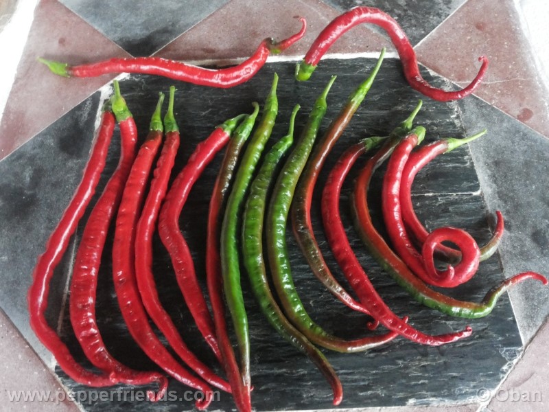 joeslong-cayenne_002_frutto_16.jpg