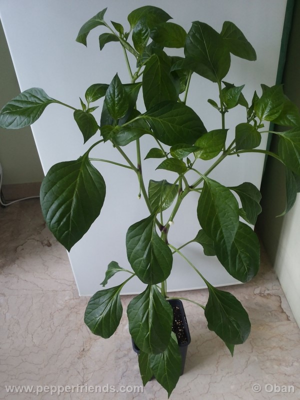 joeslong-cayenne_002_pianta_09.jpg