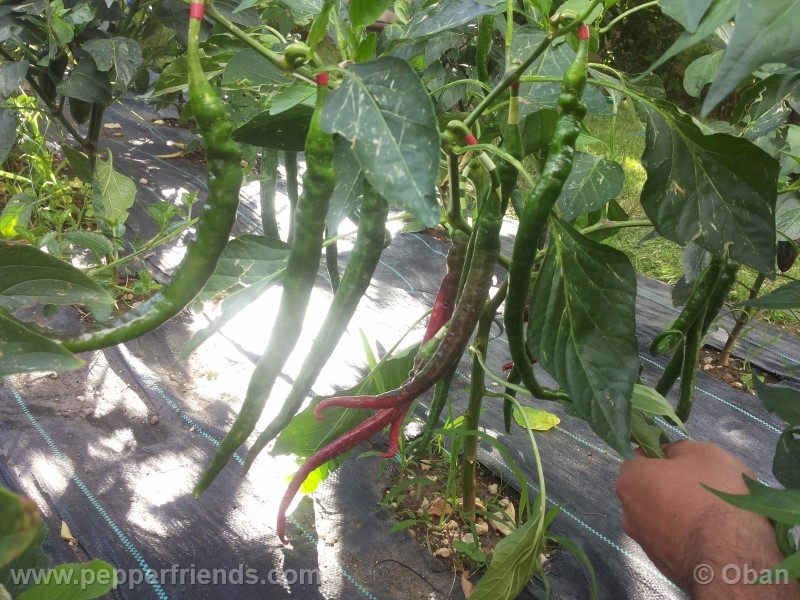 joeslong-cayenne_002_pianta_25.jpg