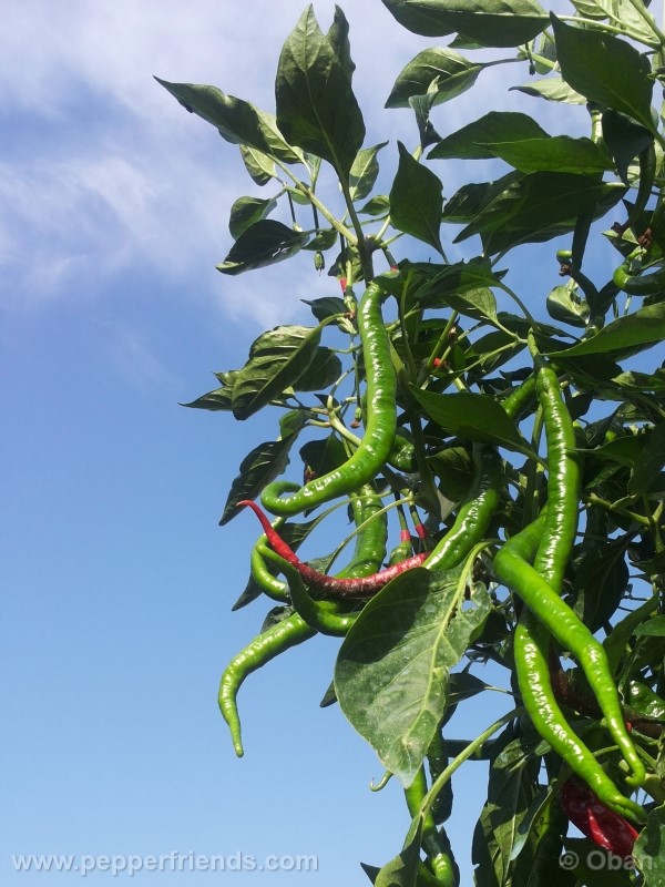 joeslong-cayenne_002_pianta_33.jpg