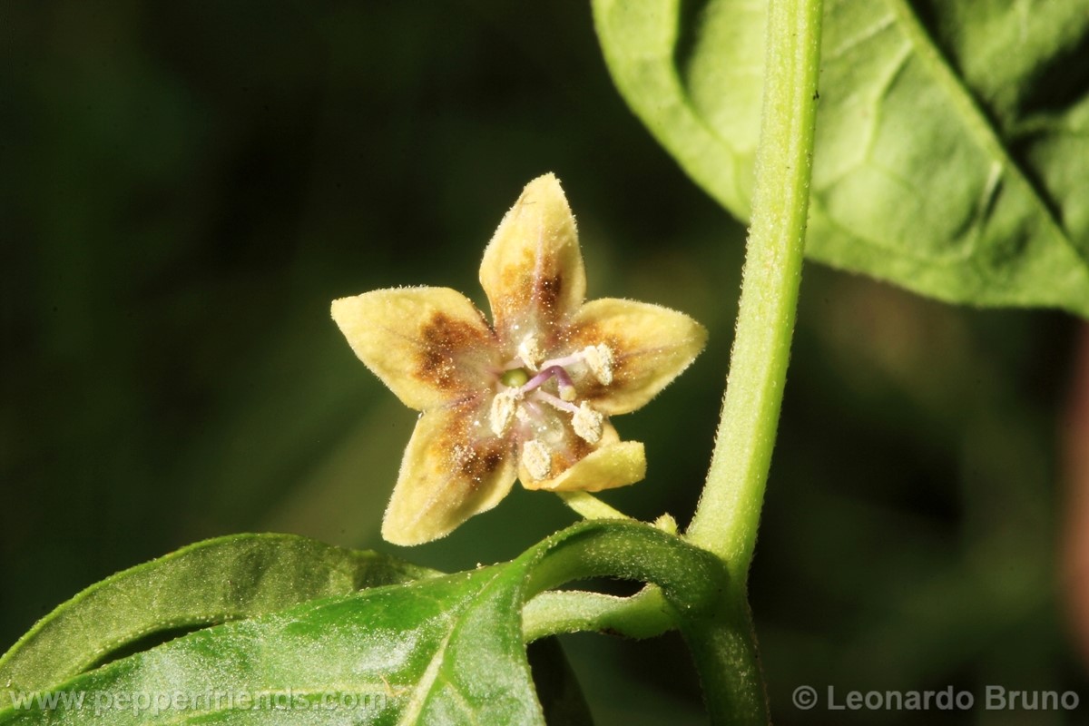 189coccineumfiore03.jpg
