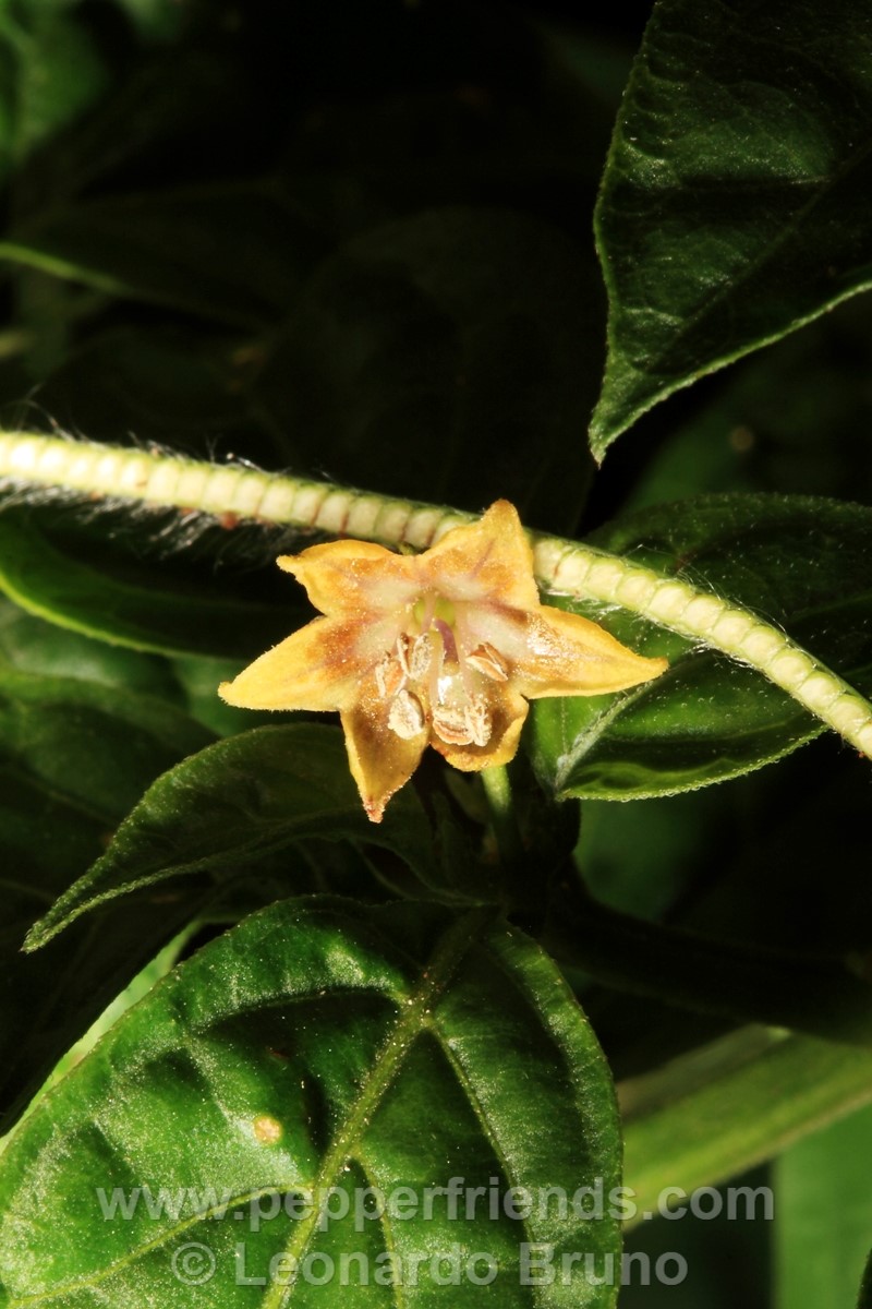 201coccineumfiore09.jpg