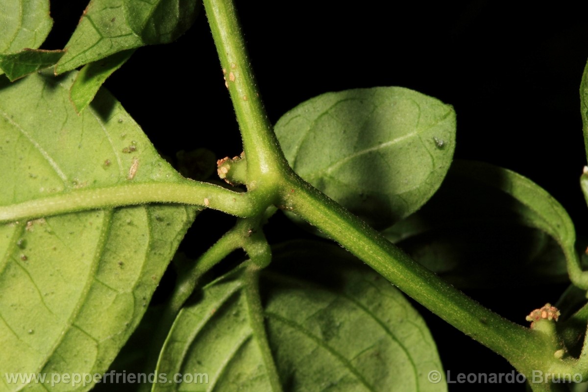 213coccineumfogliasotto01.jpg