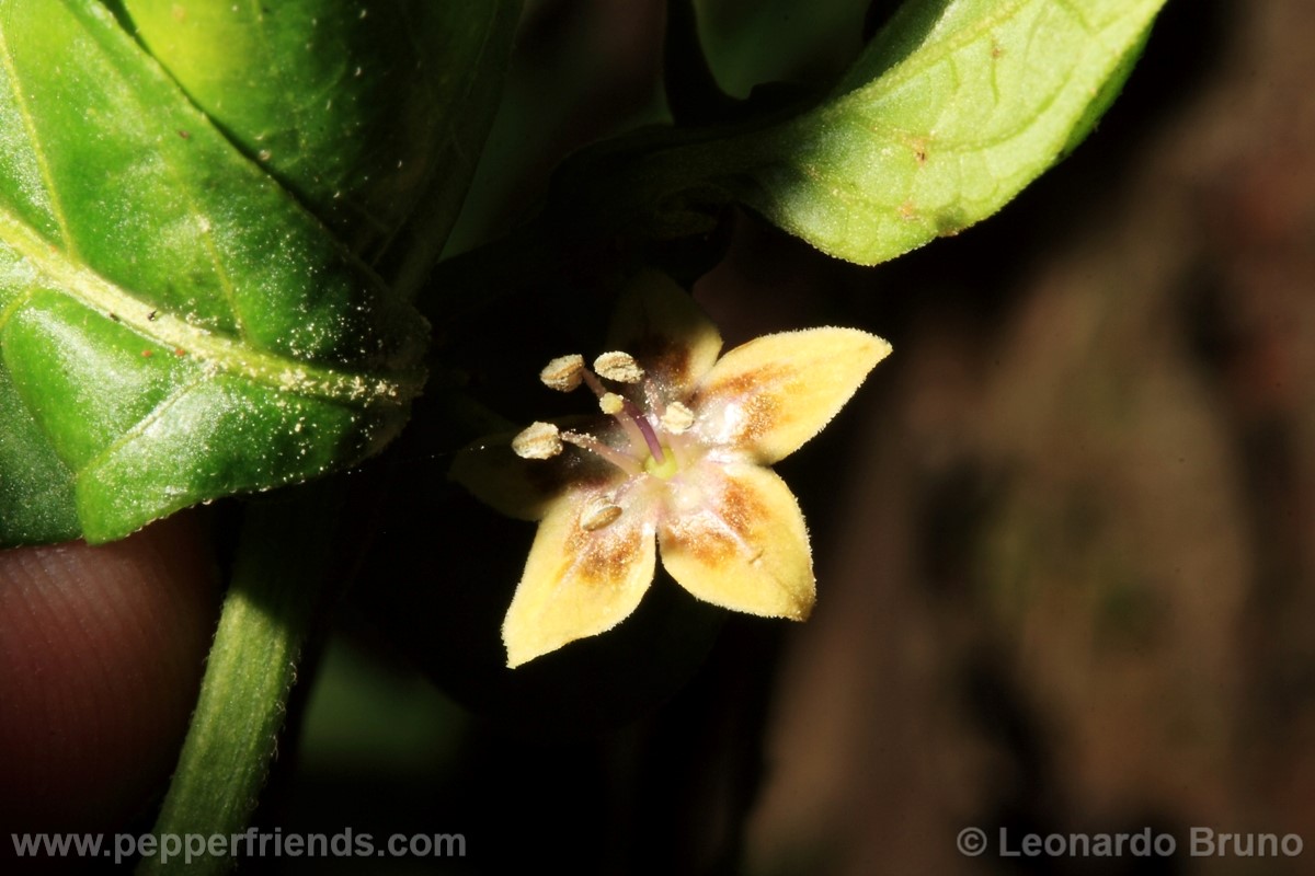 215coccineumfiore13.jpg