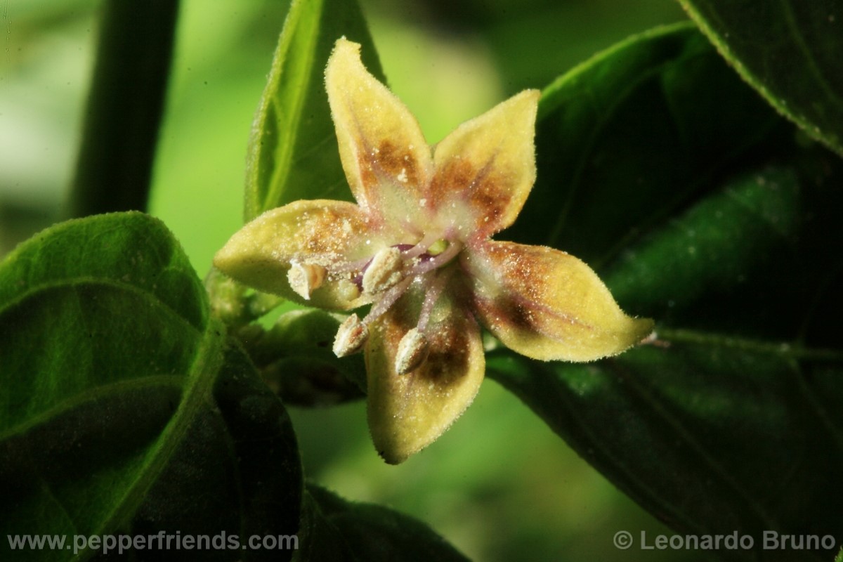 216coccineumfiore14.jpg