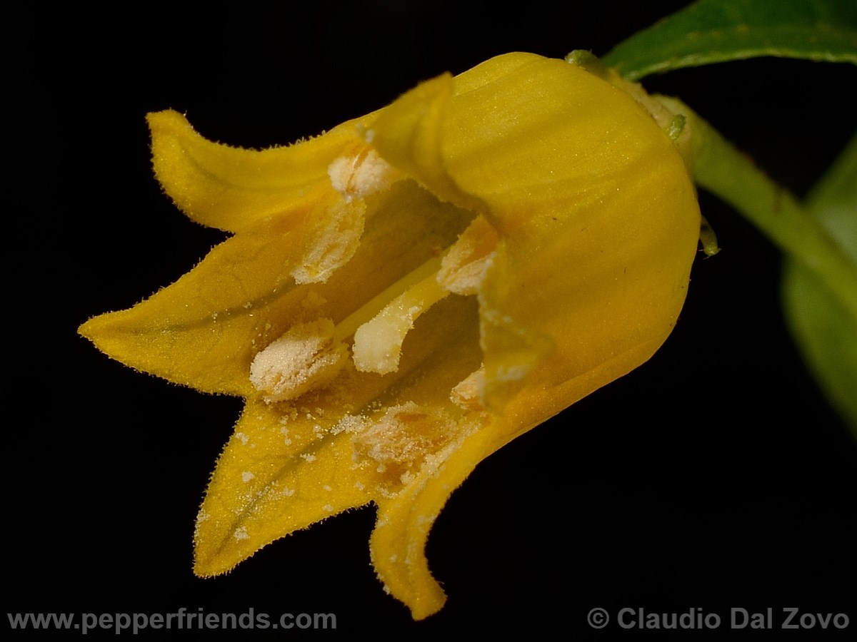 caballeroifiore04.jpg