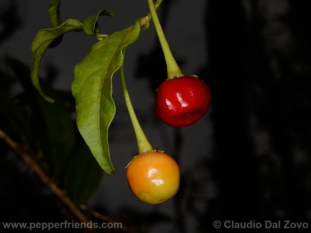 caballeroifrutti01.jpg