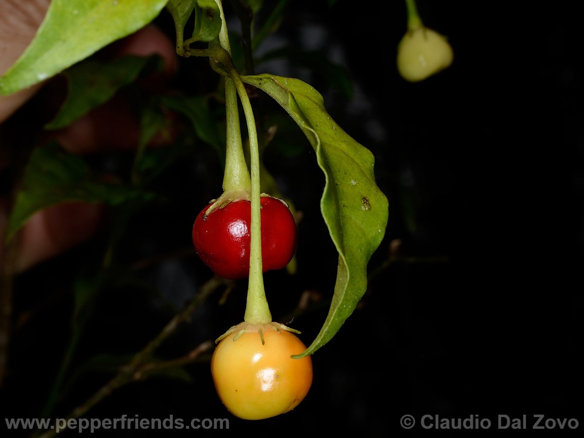 caballeroifrutti02.jpg