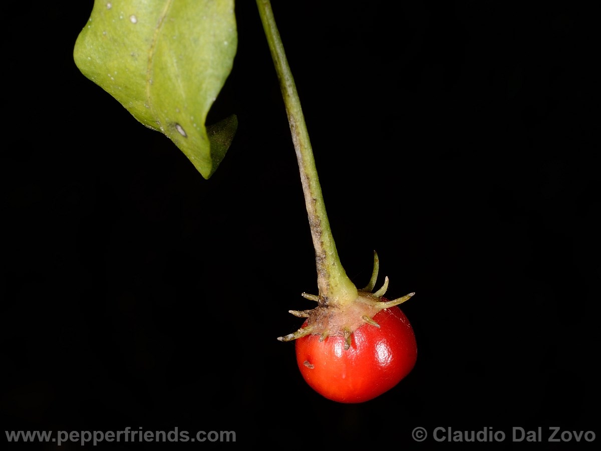 caballeroifrutto13.jpg