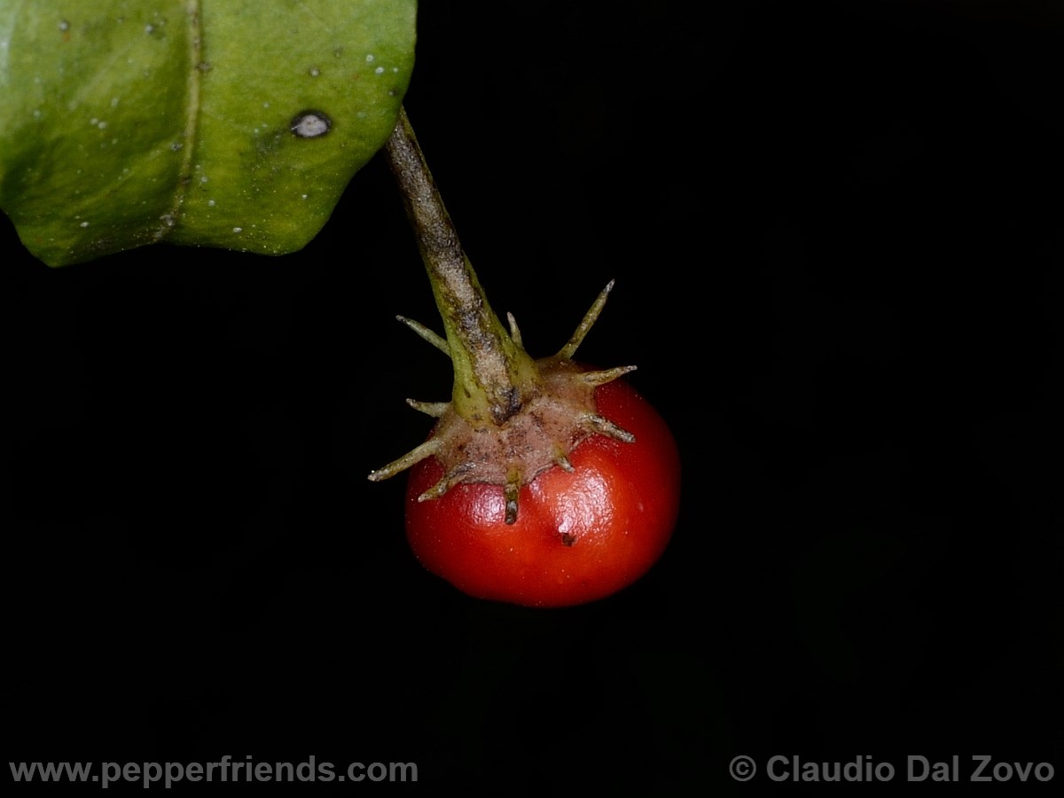 caballeroifrutto14.jpg