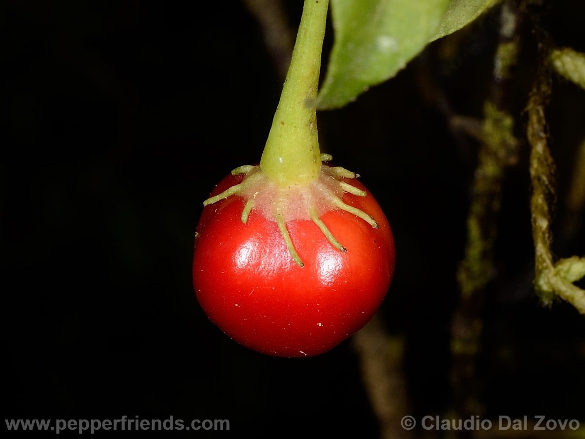 caballeroifrutto15.jpg
