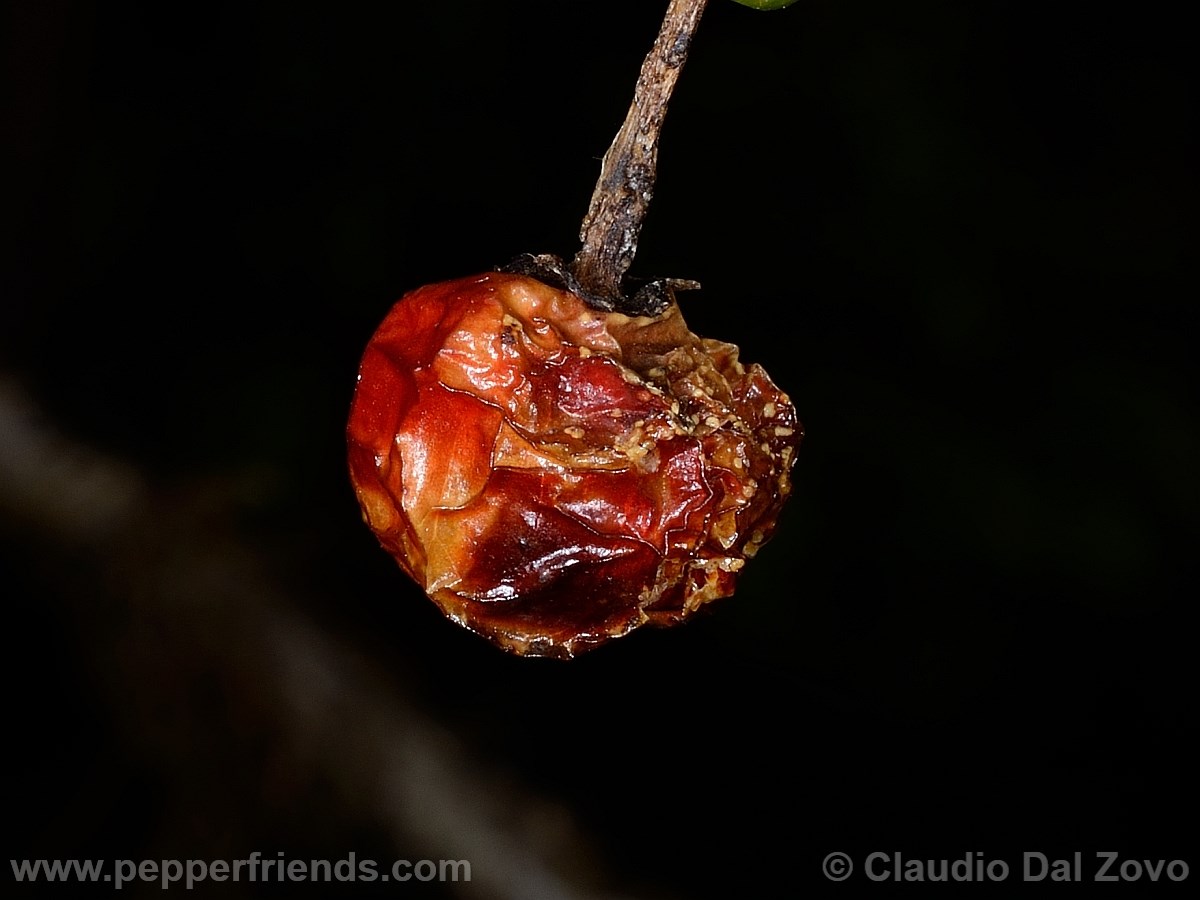 caballeroifruttosecco01.jpg