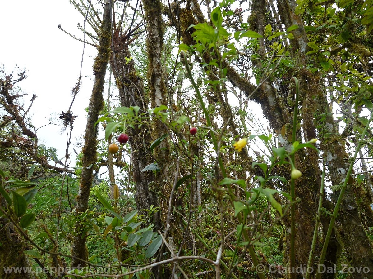 caballeroipianta01.jpg