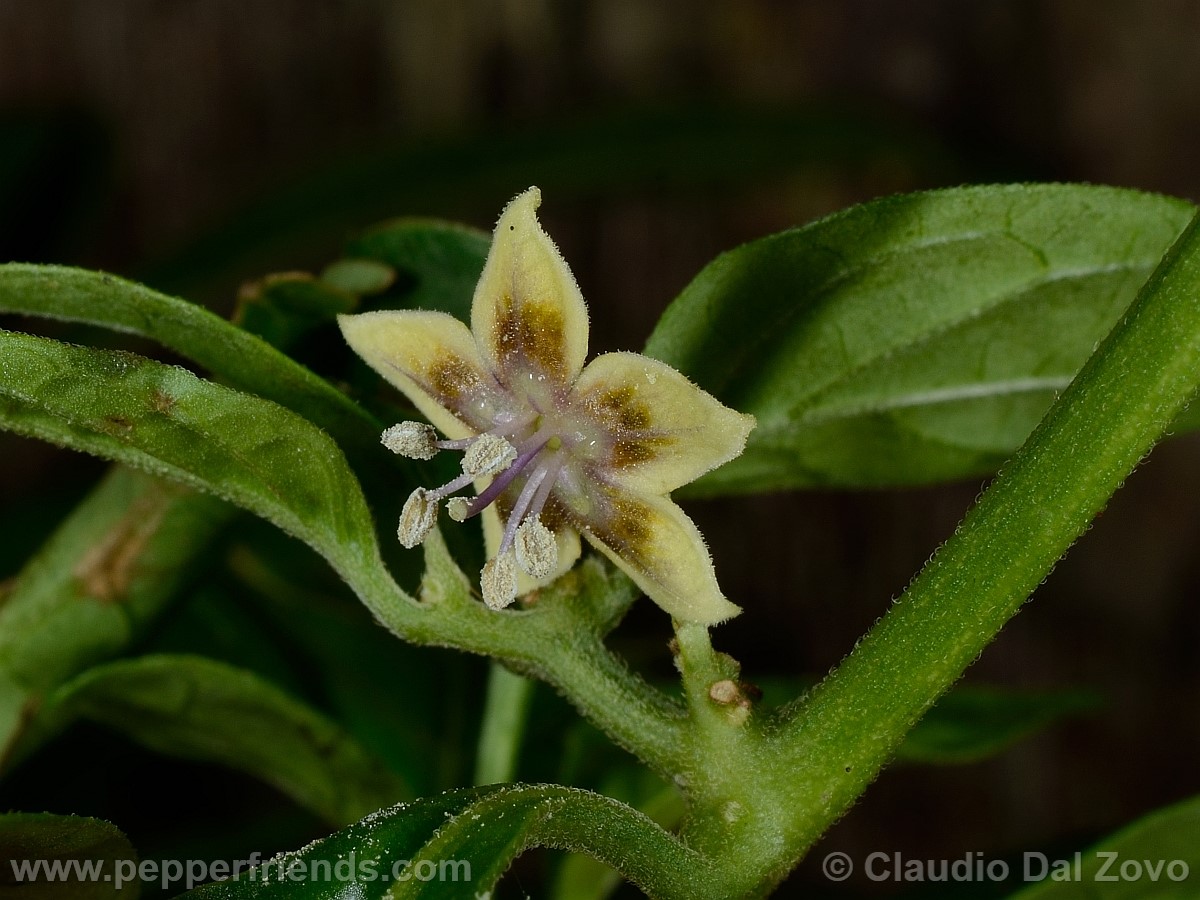 coccineumfiore01.jpg