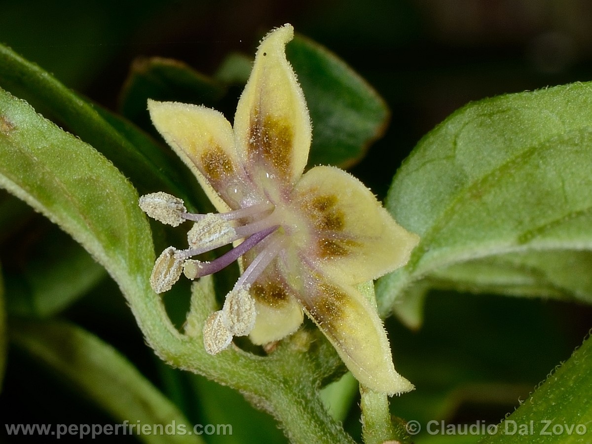 coccineumfiore02.jpg
