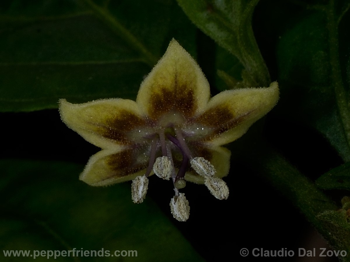 coccineumfiore04.jpg