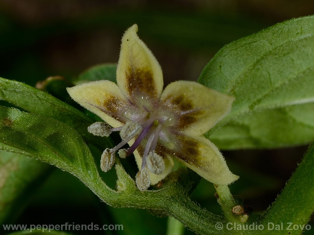 coccineumfiore06.jpg