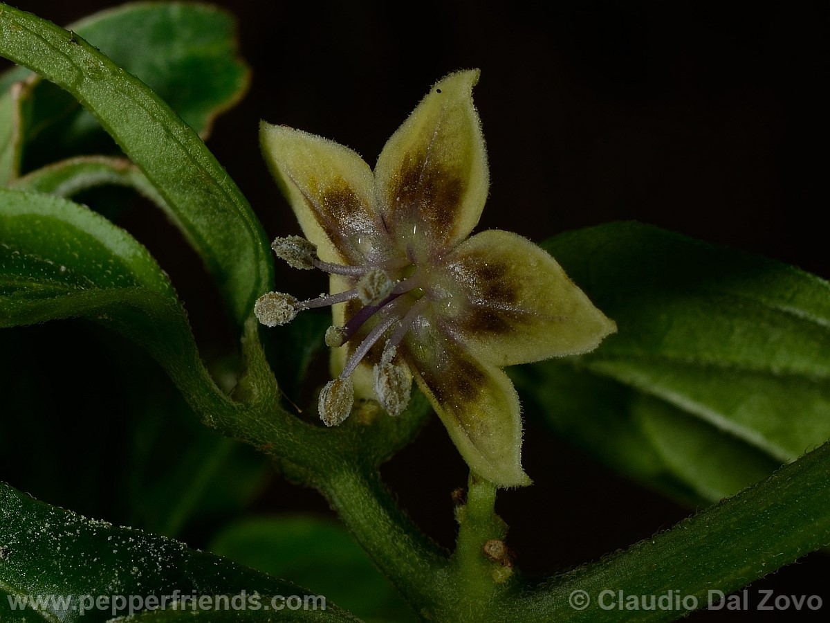 coccineumfiore07.jpg