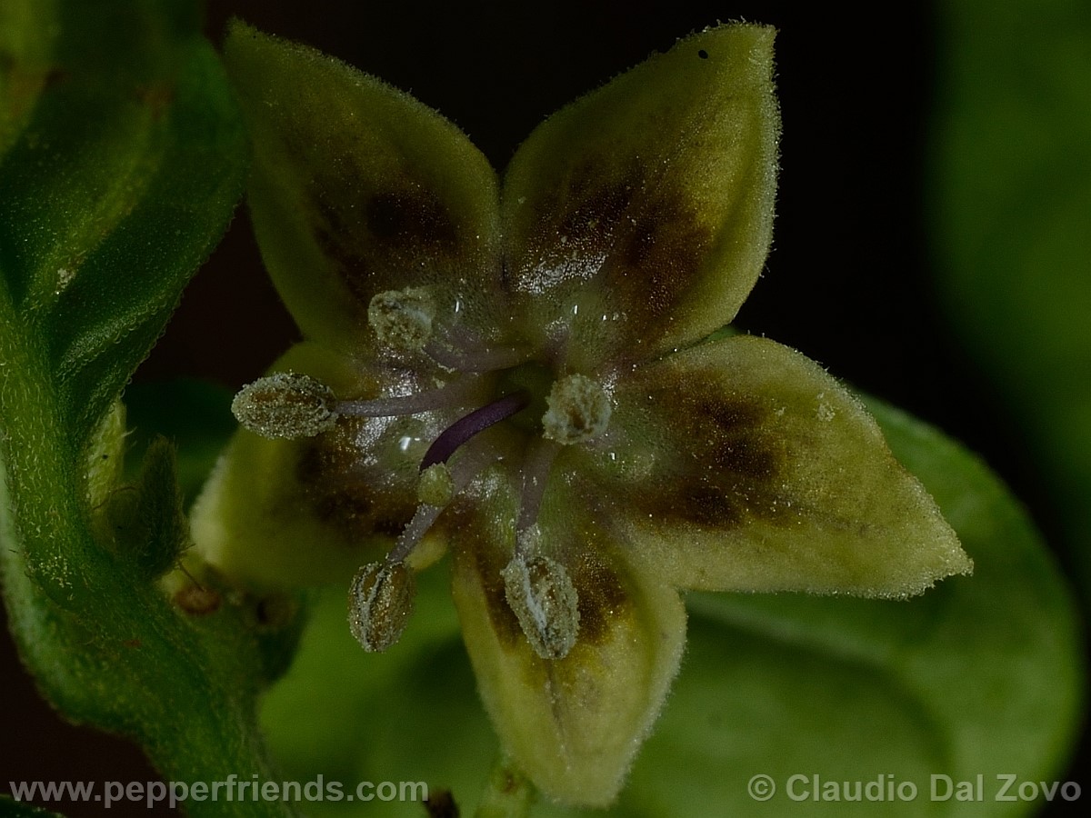 coccineumfiore08.jpg