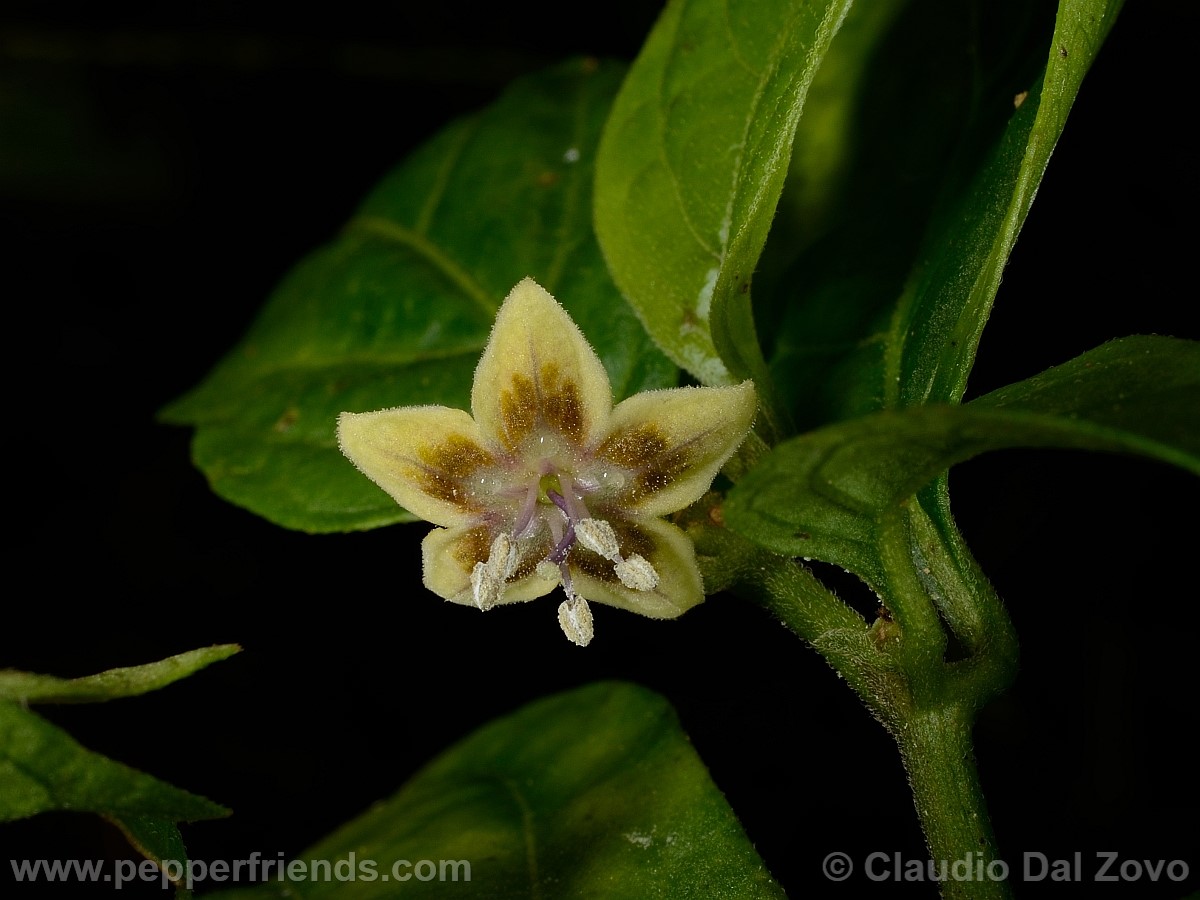 coccineumfiore09.jpg