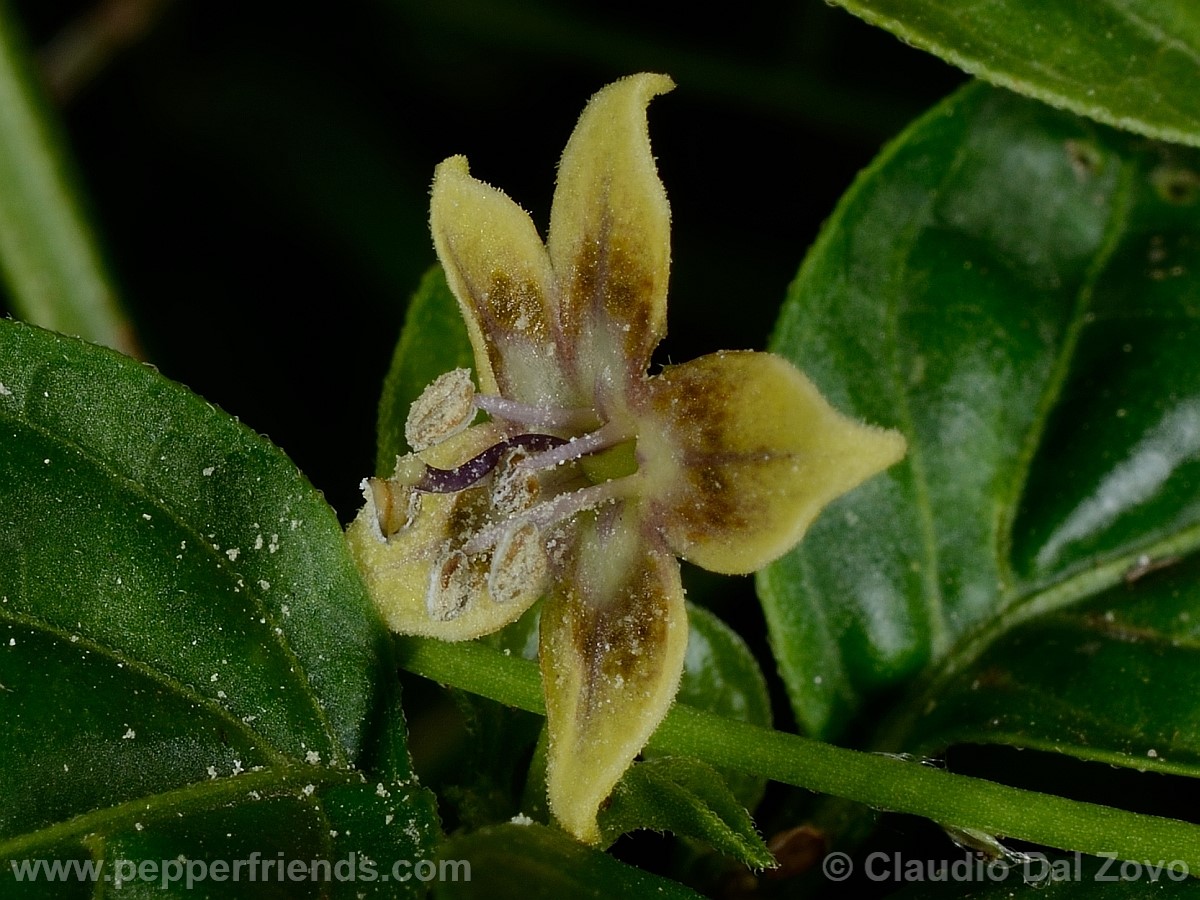 coccineumfiore15.jpg