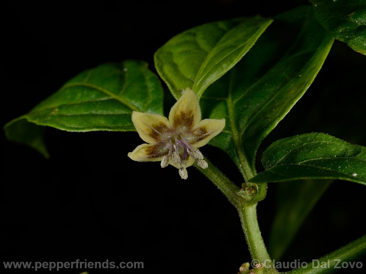 coccineumfiore17.jpg