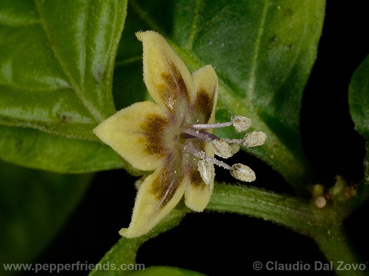 coccineumfiore19.jpg