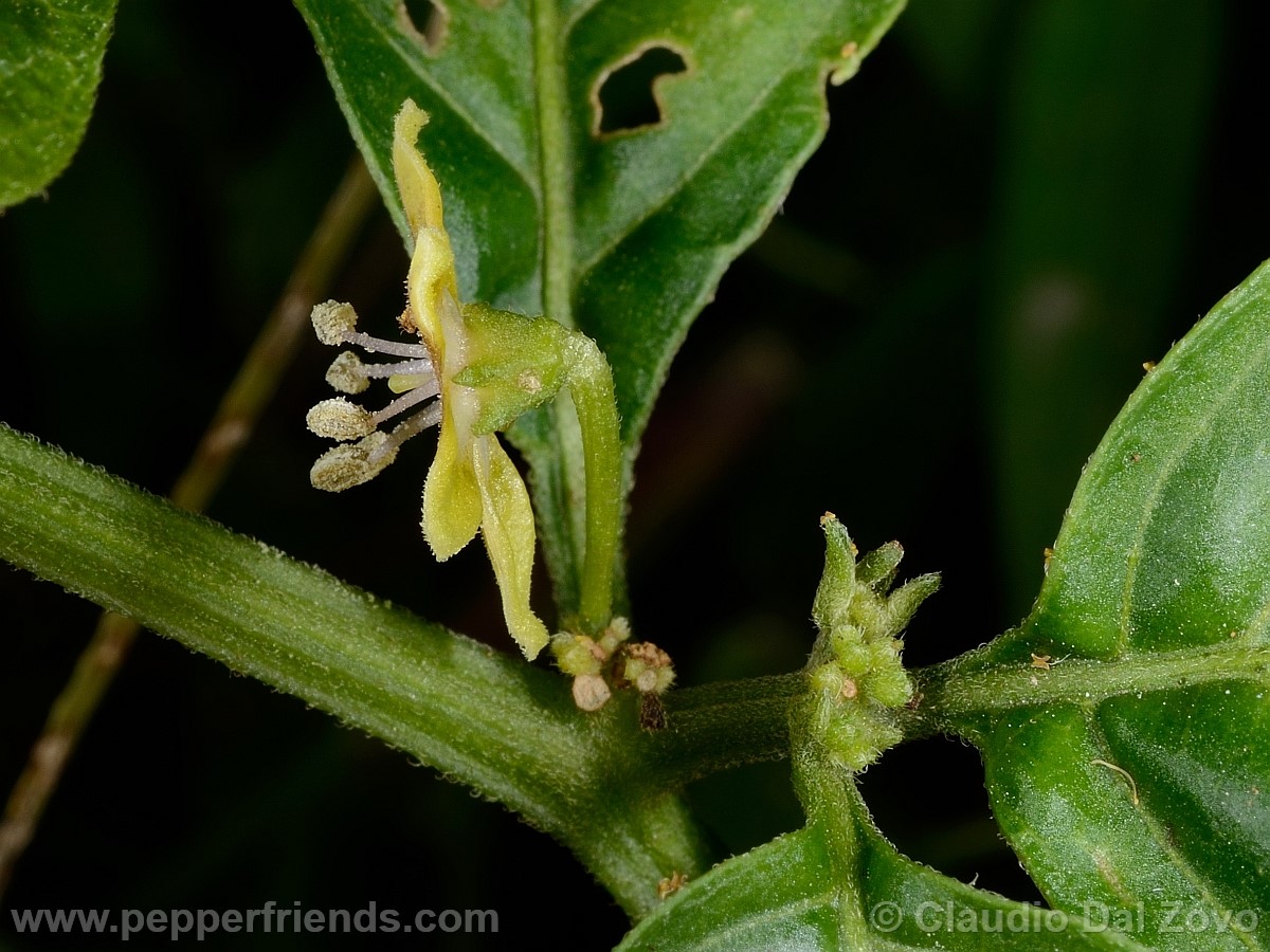 coccineumfiore22.jpg