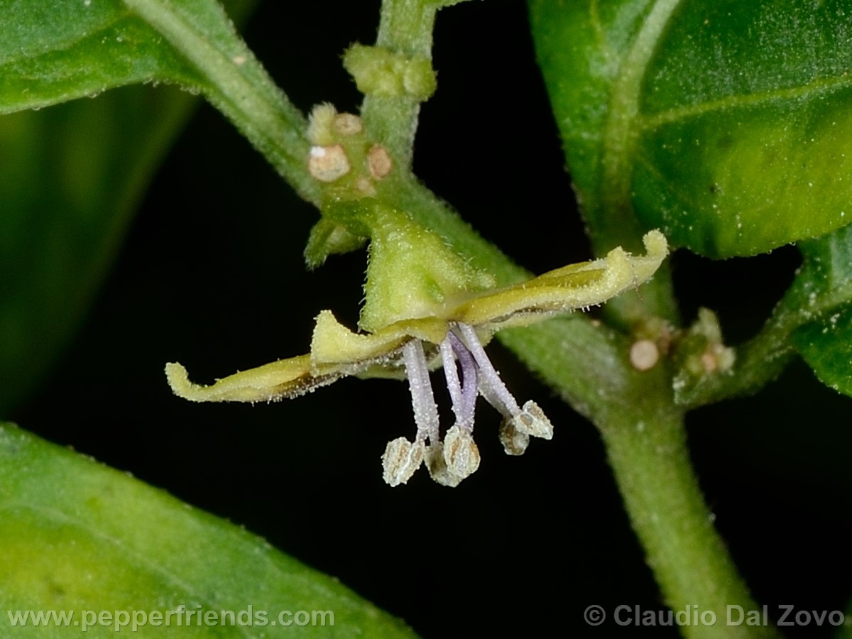 coccineumfiore23.jpg