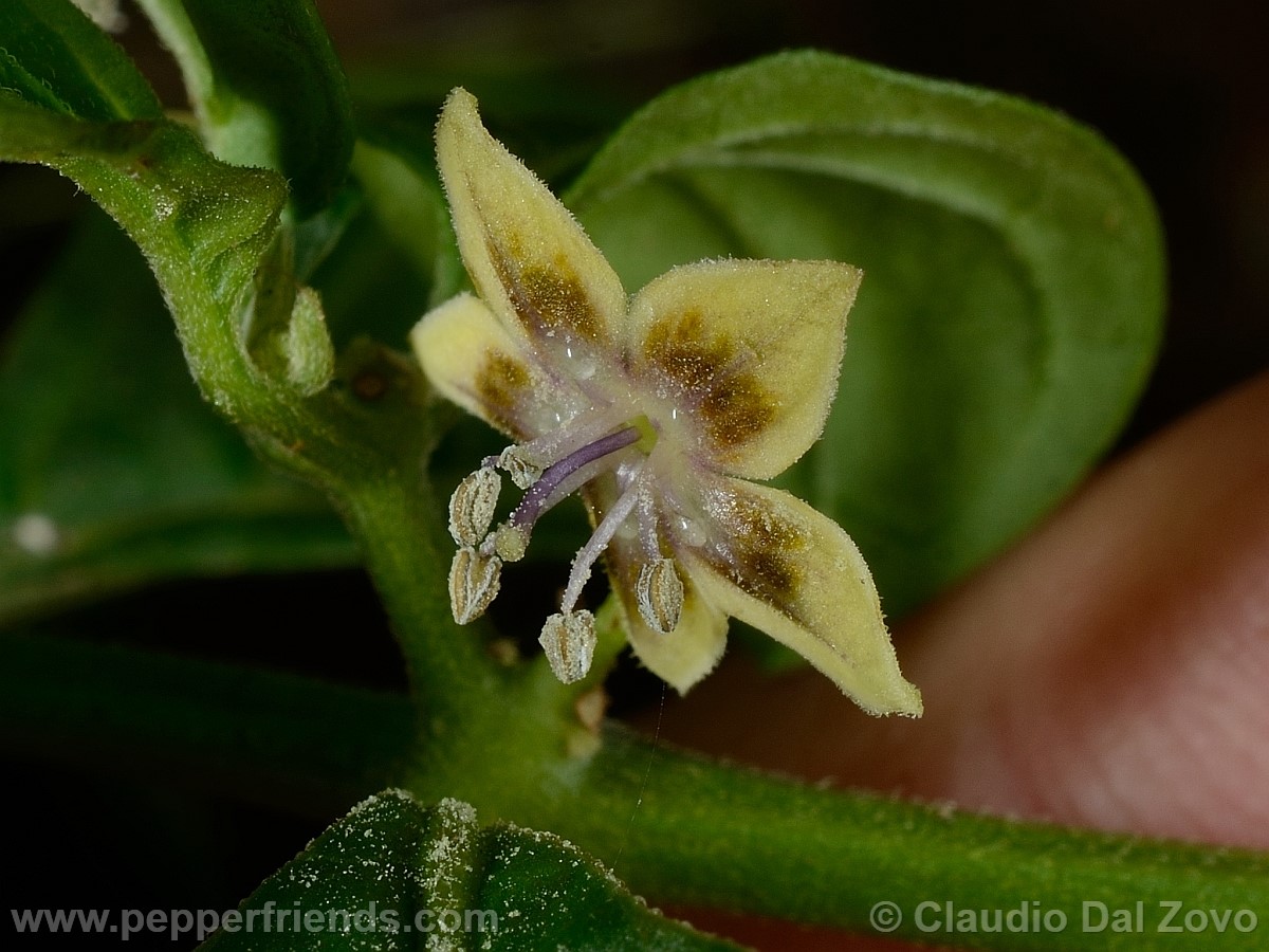 coccineumfiore24.jpg