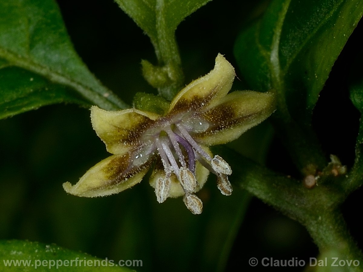 coccineumfiore25.jpg