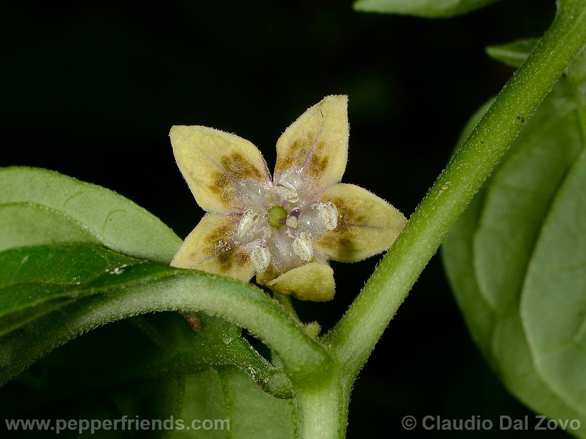 coccineumfiore26.jpg
