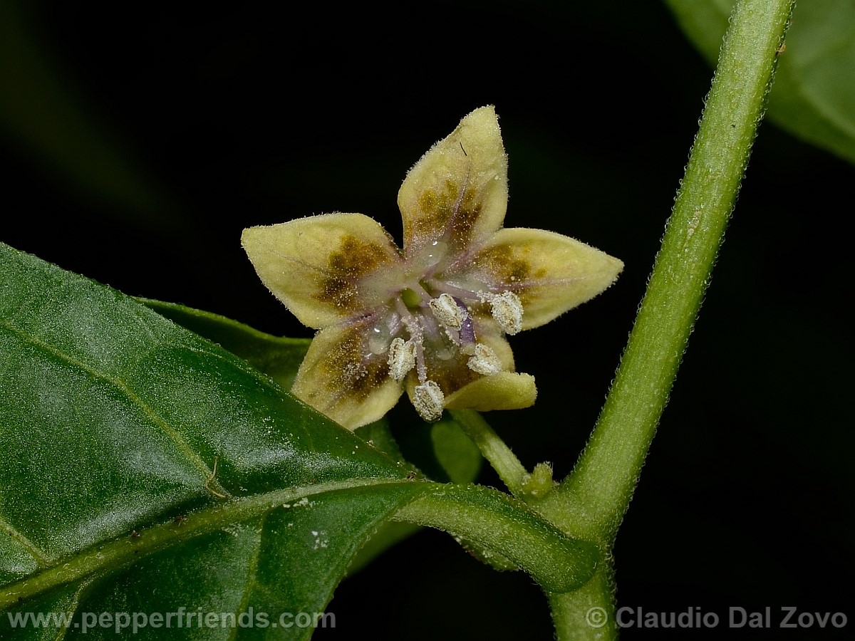 coccineumfiore27.jpg