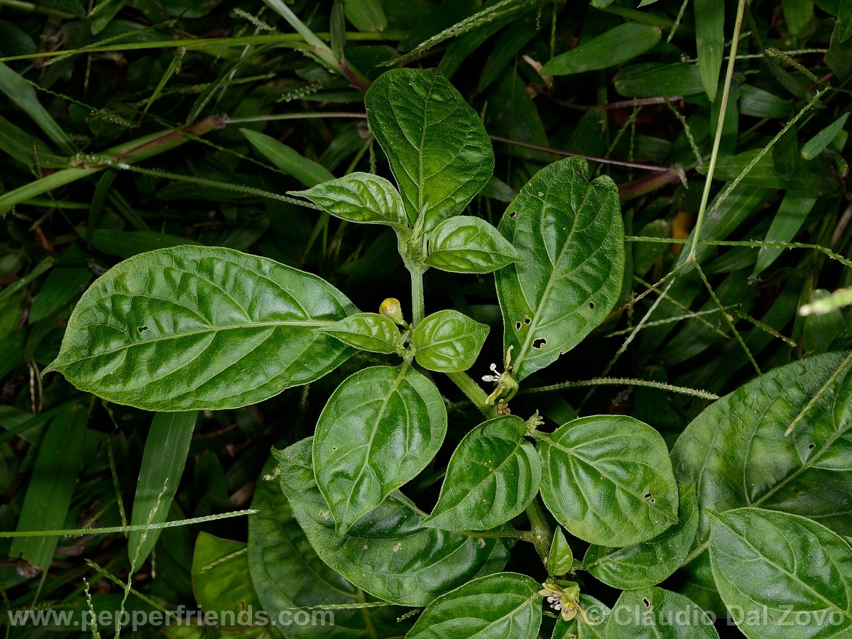 coccineumfoglie02.jpg