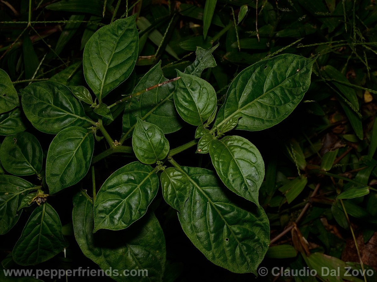 coccineumfoglie03.jpg