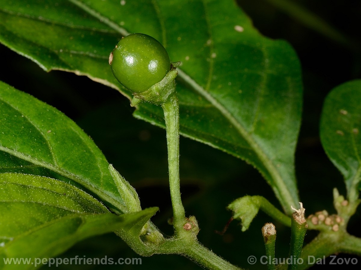 coccineumfrutto01.jpg
