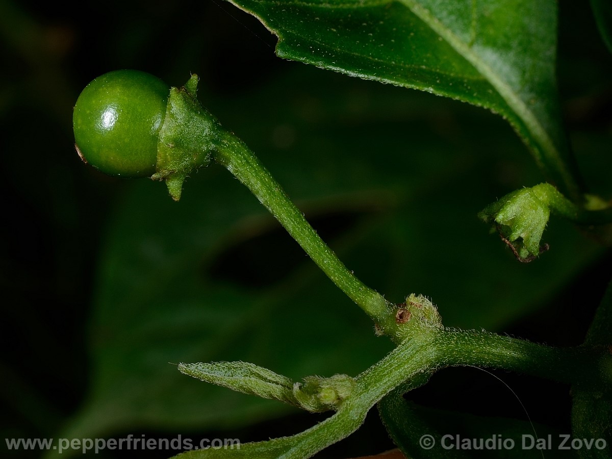 coccineumfrutto02.jpg