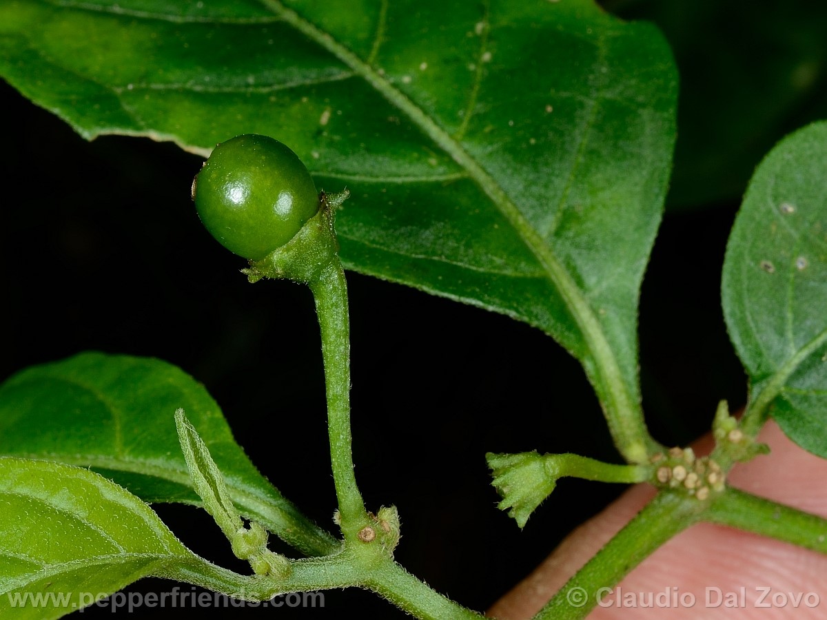 coccineumfrutto04.jpg