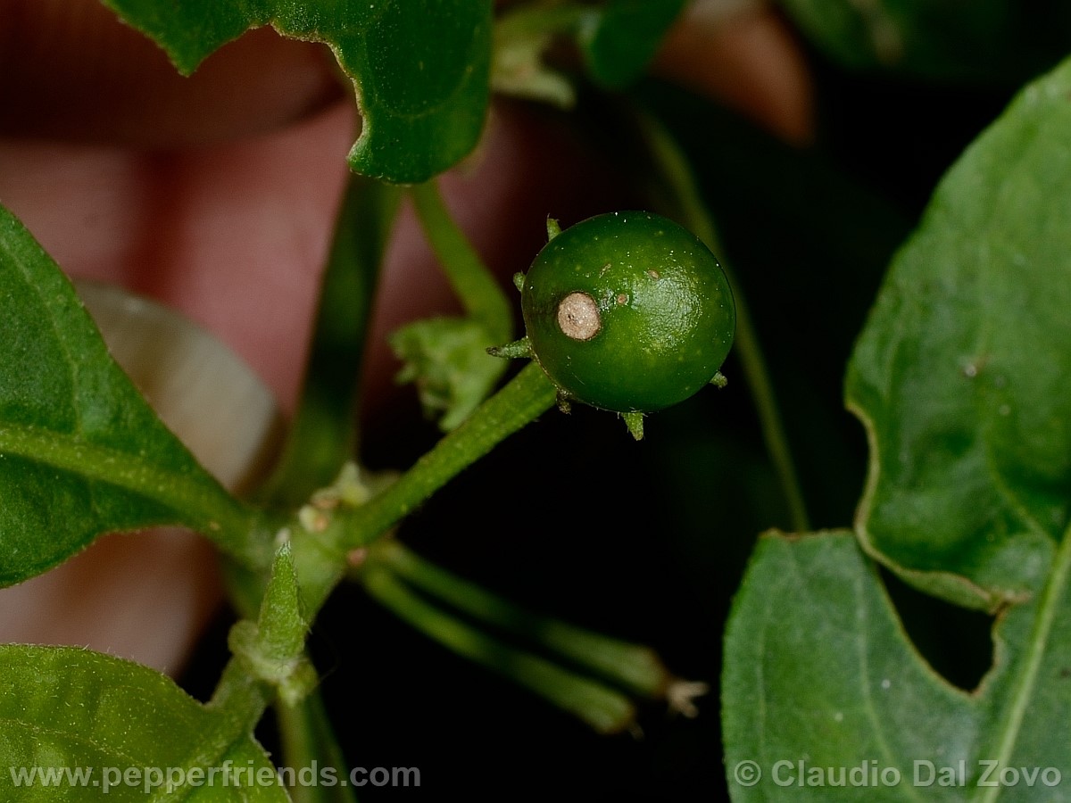 coccineumfrutto05.jpg