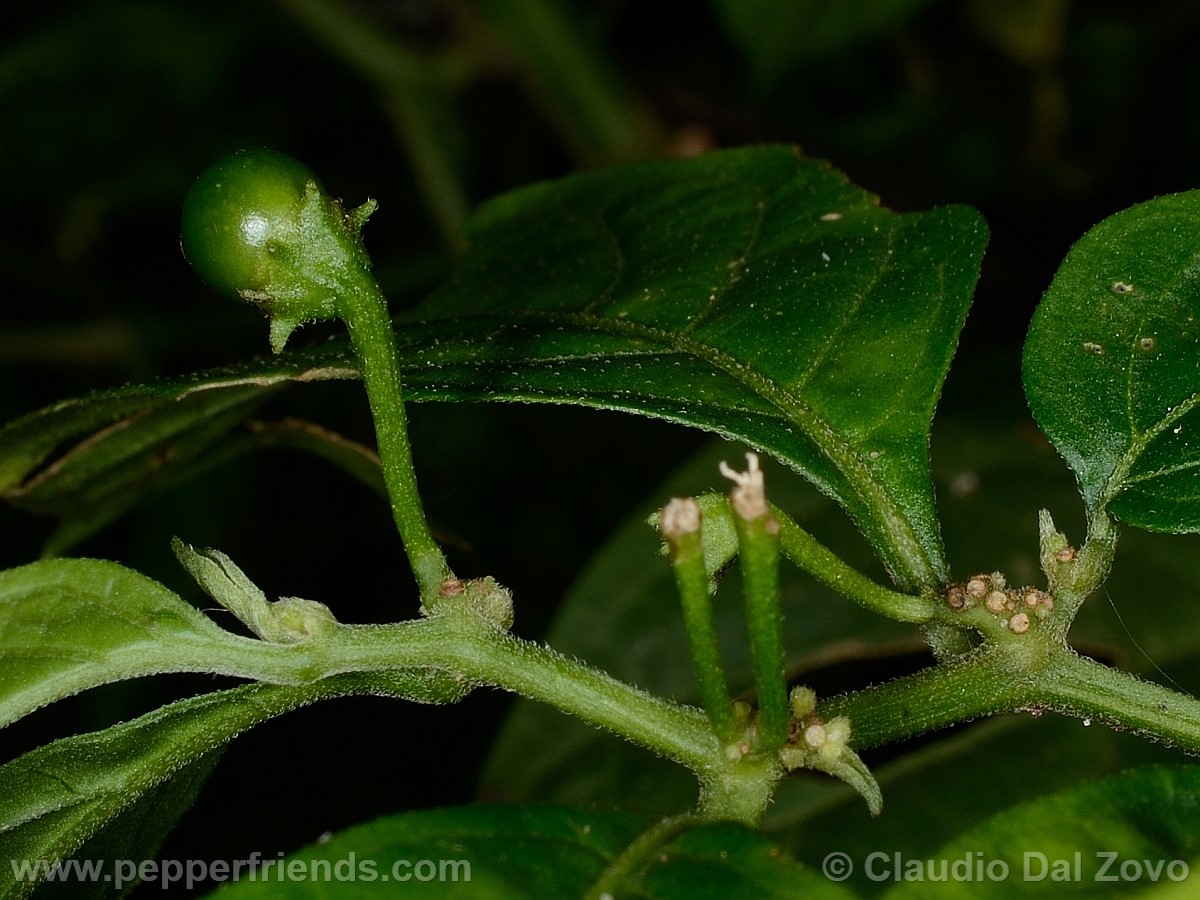 coccineumfrutto06.jpg