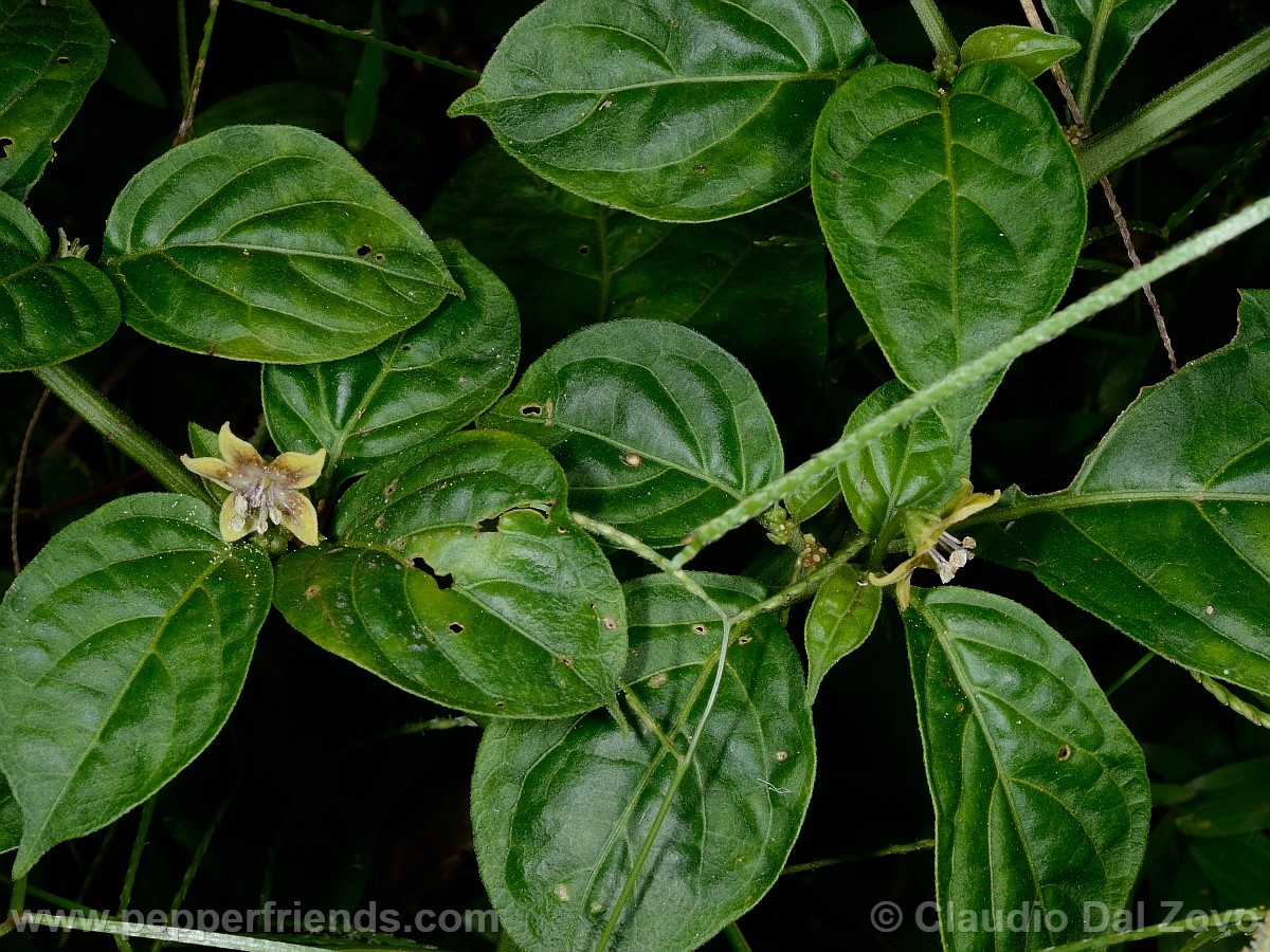 coccineumrametto02.jpg