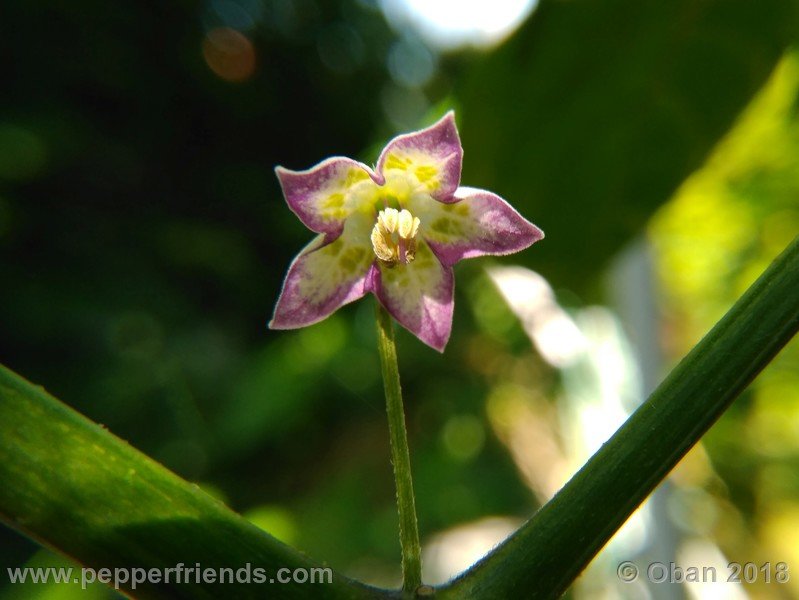 judy-s-blue-mystery-X-CAP-214-(F1)_001_fiore_02.jpg