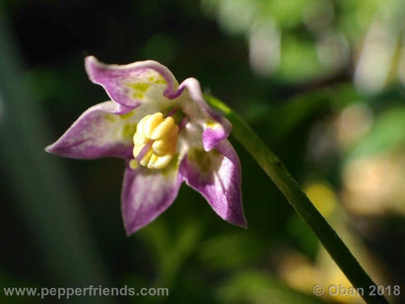 judy-s-blue-mystery-X-CAP-214-(F1)_001_fiore_05.jpg