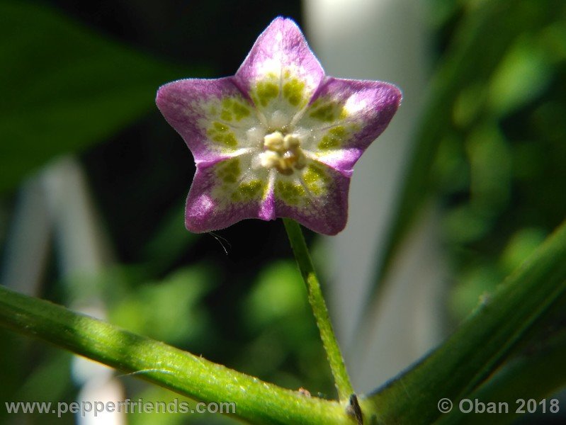 judy-s-blue-mystery-X-CAP-214-(F1)_001_fiore_06.jpg